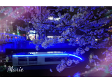 ☆お花見真っ盛り！