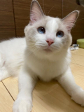 ブリちゃんです