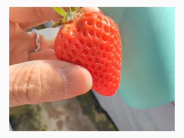 春の便り🌸初のいちご狩り🍓