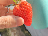 春の便り🌸初のいちご狩り🍓