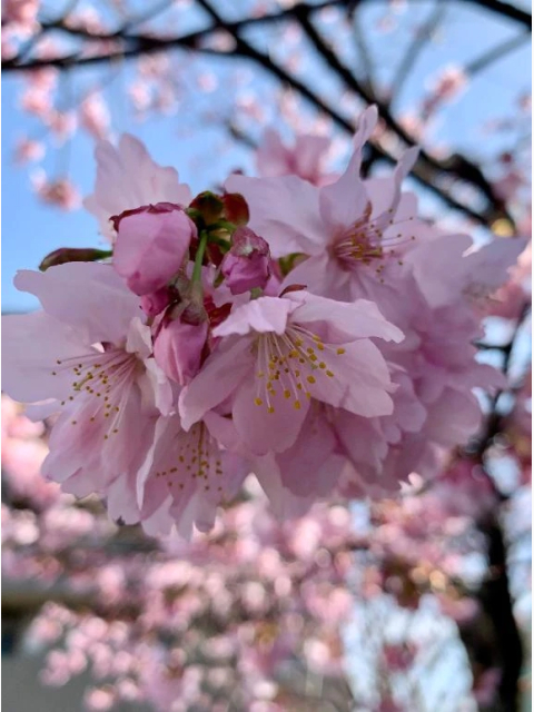 🌸かんせぃ⌒💕