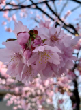 🌸かんせぃ⌒💕