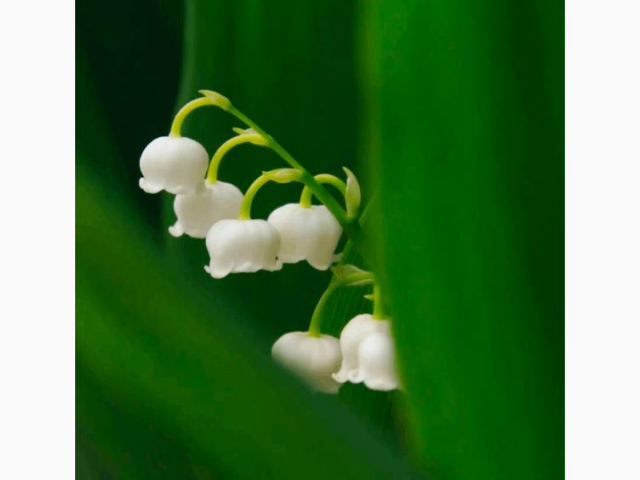 ありがとうございました