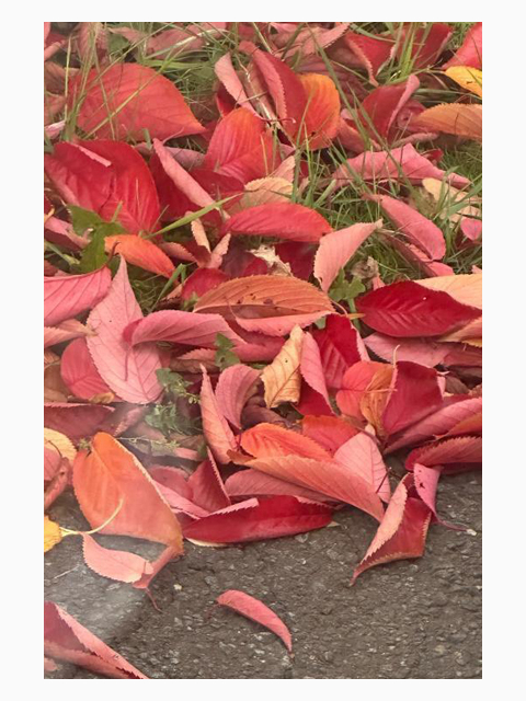 ?紅葉とちょっとした寒さの日記?