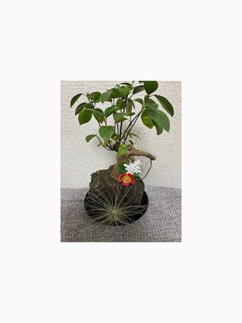 明けましておめでとう御座います