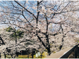 出勤しました