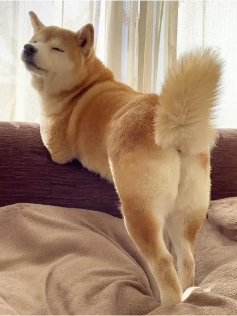 セクシーショット