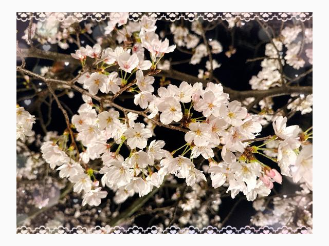 夜桜🌃🌸