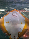 こんばんは(*´∀｀*)