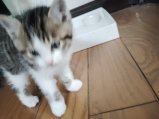 不器用な