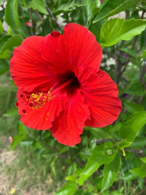 🎄只今、出勤準備中です♪