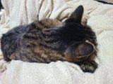 もふ〜ん🐾