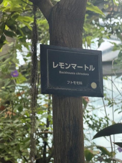フトモモ科