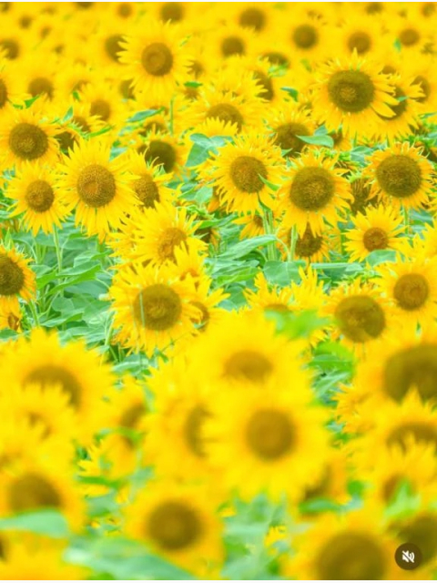 🌻昨日はありがとうございました🌻