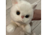 むぎのの