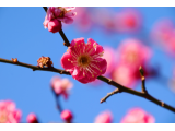 おはようございます🍒