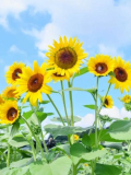🌻おはようございます🌻