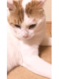 お休みのお知らせ