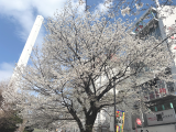 🌸散る前に一度…🌸
