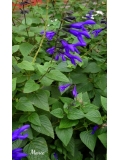 ☆サルビア  ガラニチカ