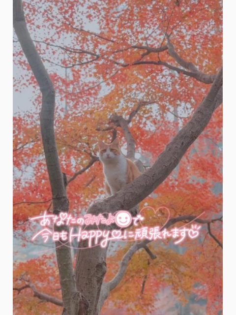 昨日のみたよポチっとさんありがとう♥️【11/08】