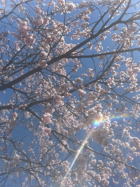 昨日のお礼💌と満開🌸