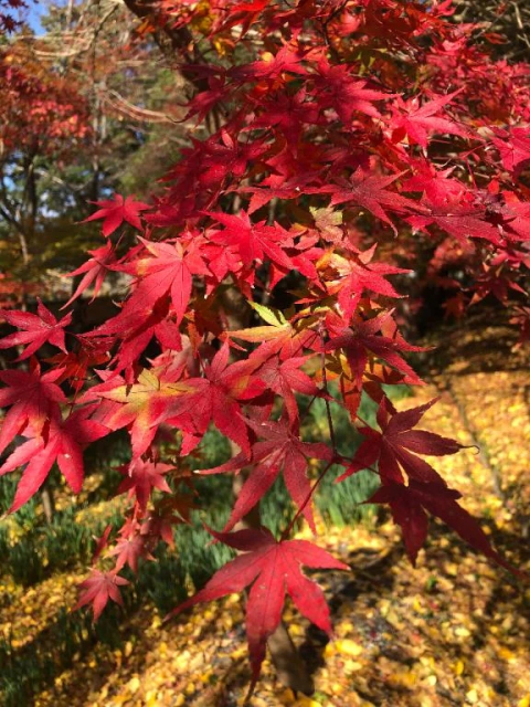 11月のありがとう。