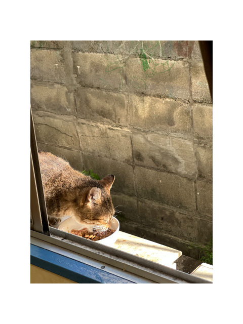 猫ちゃんを前から見るか下から見るか
