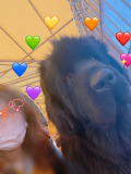 ??ンコさわりたい