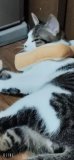 好き
