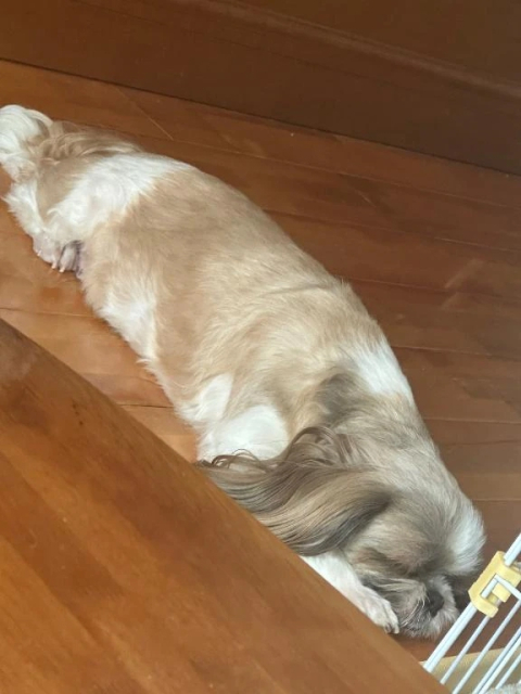 休日！