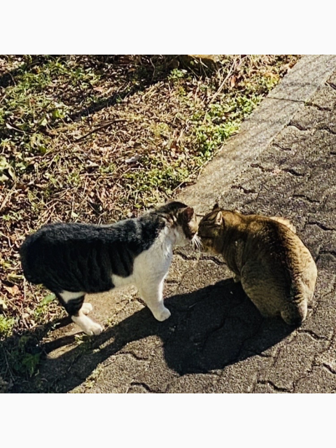 三連休の中日は猫の日
