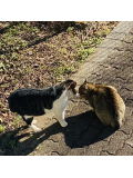 三連休の中日は猫の日