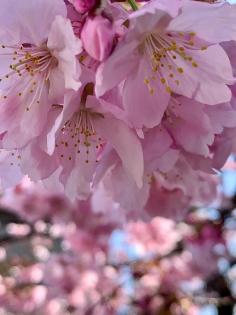 ❤️キャーー❣️🌸