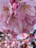 ❤️キャーー❣️🌸