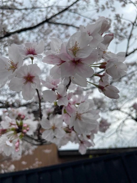 出勤しました