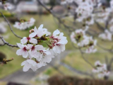 (о´∀`о)