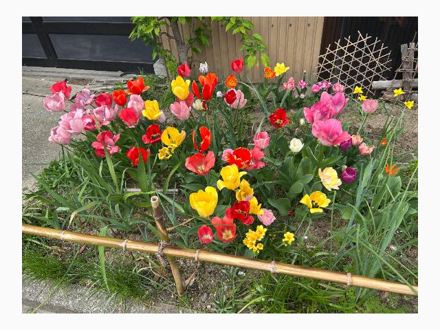 【今年初チューリップ見つけた🌷】