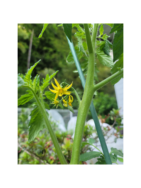 早くおまえを食べたいんだー
