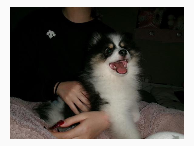 🐶