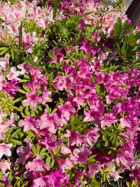 🌸 出勤 準備中です♪