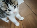 あいたい