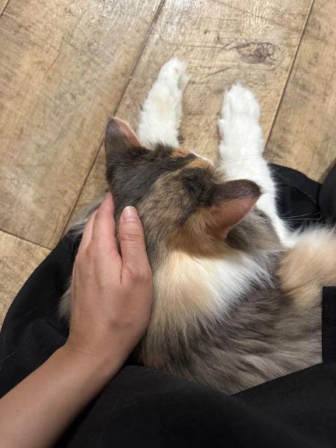 風邪のためお休みしております🙇‍♀️