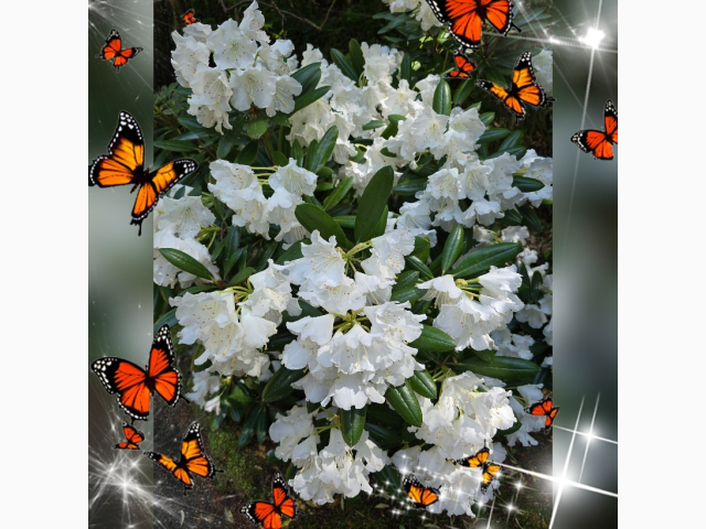 こんばんは