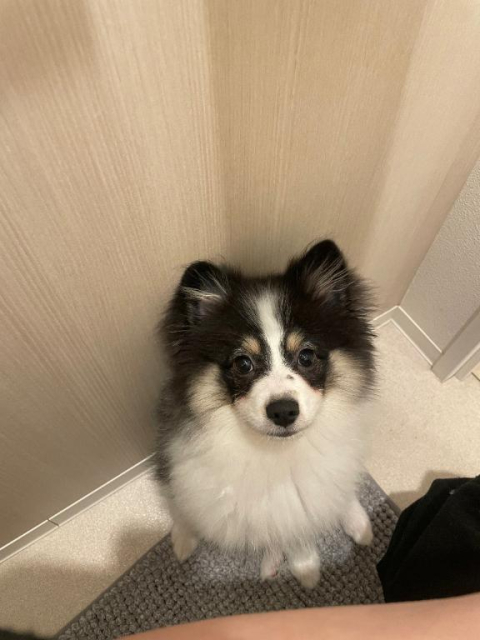 🐶