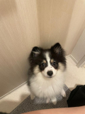 🐶
