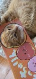 実家の猫