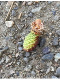 ミニぽっくり
