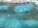 🐬🐬🐬