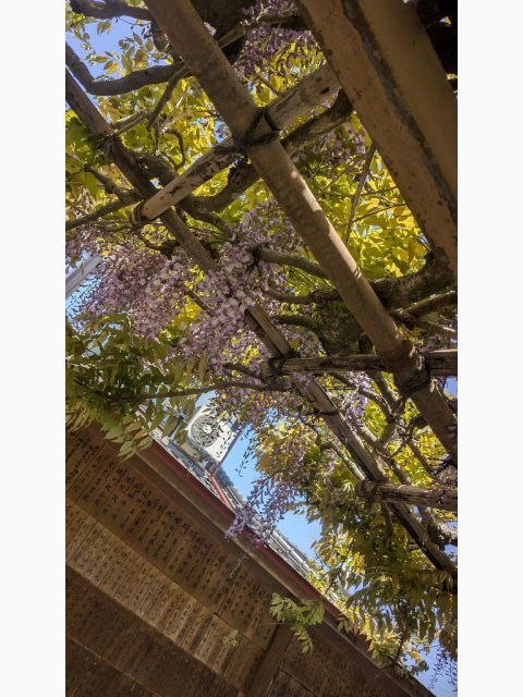 金蛇水神社さん︎💕やはり、綺麗✨